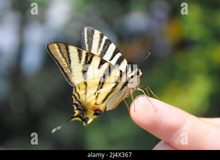 Gros papillon dans les mains humaines Banque D'Images