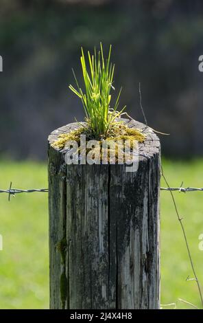 Herbe poussant sur un poteau de clôture en bois avec fil barbelé Banque D'Images