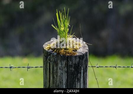 Herbe poussant sur un poteau de clôture en bois avec fil barbelé Banque D'Images