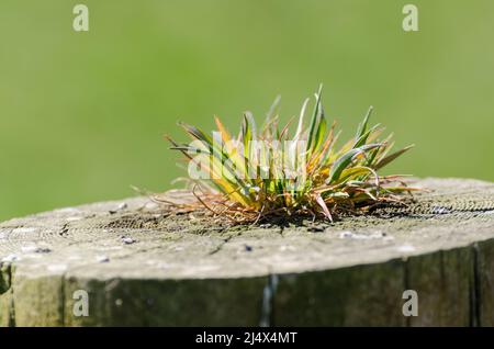 Herbe poussant sur un poteau de clôture en bois dans la campagne Banque D'Images