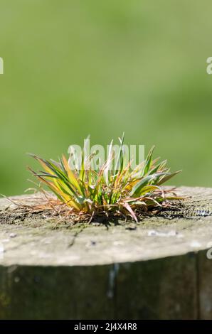 Herbe poussant sur un poteau de clôture en bois dans la campagne Banque D'Images