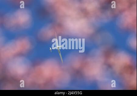 Kaufbeuren, Allemagne. 18th avril 2022. Un planeur glisse dans le ciel bleu derrière les fleurs d'une prune de sang. Credit: Karl-Josef Hildenbrand/dpa/Alay Live News Banque D'Images