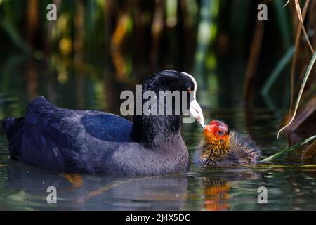 Un coq eurasien adulte (Fulica atra) nourrissant une petite poussette juvénile récemment éclos sur un canal urbain à Wapping, dans l'est de Londres. R.-U..Amanda Rose/Alamy Banque D'Images