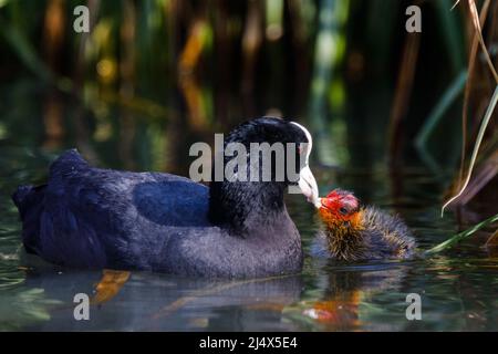 Un coq eurasien adulte (Fulica atra) nourrissant une petite poussette juvénile récemment éclos sur un canal urbain à Wapping, dans l'est de Londres. R.-U..Amanda Rose/Alamy Banque D'Images