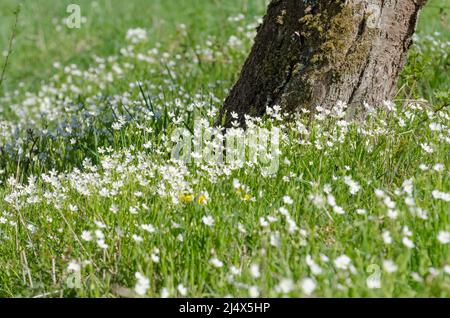 Stellaria holostea fleurs connues sous le nom de viande d'addersmeat ou plus grand millepertuis dans un pré pendant le printemps Banque D'Images