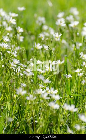 Stellaria holostea fleurs connues sous le nom de viande d'addersmeat ou plus grand millepertuis dans un pré pendant le printemps Banque D'Images