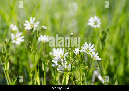 Stellaria holostea fleurs connues sous le nom de viande d'addersmeat ou plus grand millepertuis dans un pré pendant le printemps Banque D'Images