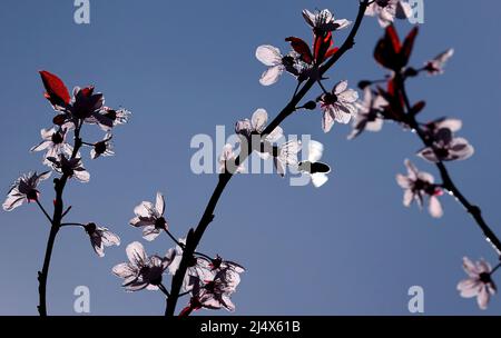 Kaufbeuren, Allemagne. 18th avril 2022. Une abeille recueille le pollen des fleurs d'une prune de sang au soleil. Credit: Karl-Josef Hildenbrand/dpa/Alay Live News Banque D'Images