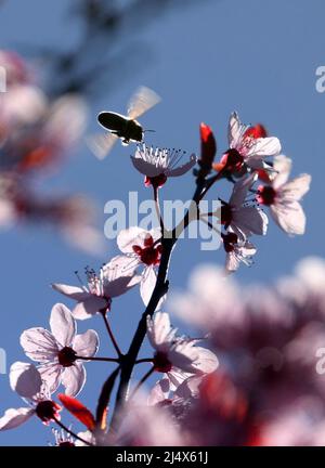 Kaufbeuren, Allemagne. 18th avril 2022. Une abeille recueille le pollen des fleurs d'une prune de sang au soleil. Credit: Karl-Josef Hildenbrand/dpa/Alay Live News Banque D'Images