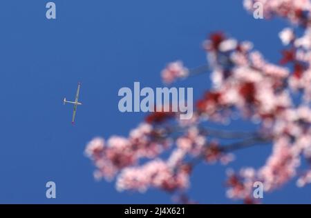 Kaufbeuren, Allemagne. 18th avril 2022. Un planeur glisse dans le ciel bleu derrière les fleurs d'une prune de sang. Credit: Karl-Josef Hildenbrand/dpa/Alay Live News Banque D'Images