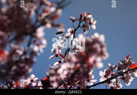 Kaufbeuren, Allemagne. 18th avril 2022. Une abeille recueille le pollen des fleurs d'une prune de sang au soleil. Credit: Karl-Josef Hildenbrand/dpa/Alay Live News Banque D'Images