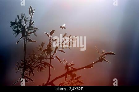 Kaufbeuren, Allemagne. 18th avril 2022. Une abeille bourdonne autour des fleurs d'un arbre au soleil. Credit: Karl-Josef Hildenbrand/dpa/Alay Live News Banque D'Images