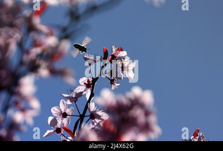 Kaufbeuren, Allemagne. 18th avril 2022. Une abeille recueille le pollen des fleurs d'une prune de sang au soleil. Credit: Karl-Josef Hildenbrand/dpa/Alay Live News Banque D'Images