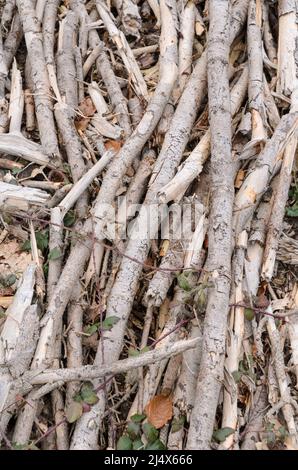 Branches et brindilles séchées et cassées sur le sol forestier d'un site d'exploitation forestière Banque D'Images