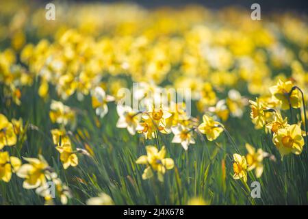 Une masse de jonquilles dans un parc de Londres Banque D'Images