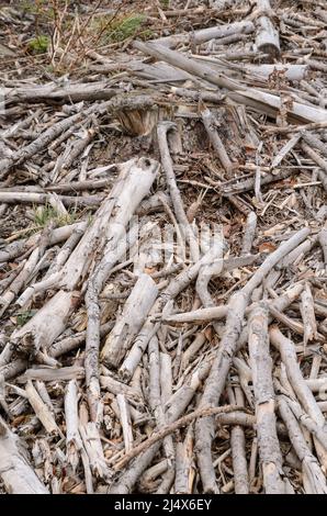 Branches et brindilles séchées et cassées sur le sol forestier d'un site d'exploitation forestière Banque D'Images