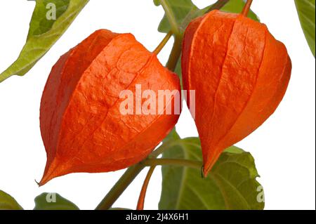 Branche rouge orange vif de Physalis mûrissant à la fin de l'été Banque D'Images