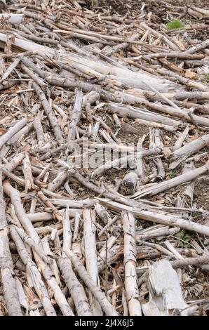 Branches et brindilles séchées et cassées sur le sol forestier d'un site d'exploitation forestière Banque D'Images