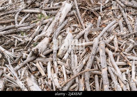 Branches et brindilles séchées et cassées sur le sol forestier d'un site d'exploitation forestière Banque D'Images