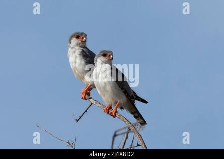 Paire de faucon pygmée (Polihierax semitorquatus), mâle derrière, femelle plus proche, parc transfrontier de Kgalagadi, Afrique du Sud, Février 2022 Banque D'Images