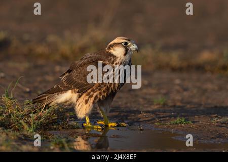 lanner falcon (Falco biarmicus) immature dans l'eau, parc transfrontier de Kgalagadi, Afrique du Sud, février 2022 Banque D'Images