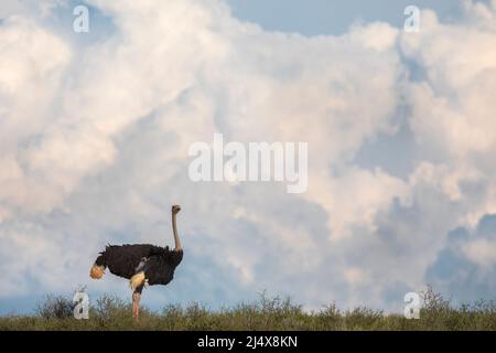 Autruche (Struthio camelus), parc transfrontier de Kgalagadi, Afrique du Sud, janvier 2022 Banque D'Images