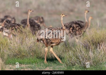 Jeune autruche (Struthio camelus), parc transfrontier de Kgalagadi, Afrique du Sud, janvier 2022 Banque D'Images