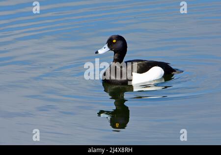 Canard touffeté nageant sur l'eau avec réflexion et copyspace Banque D'Images