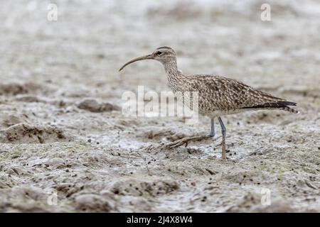 Le whimrel (Numenius phaeopus) cherche de la nourriture à la boue plate Banque D'Images