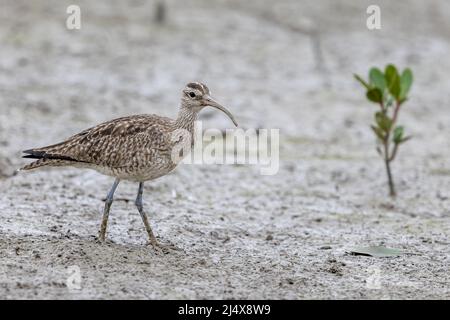 Le whimrel (Numenius phaeopus) cherche de la nourriture à la boue plate Banque D'Images