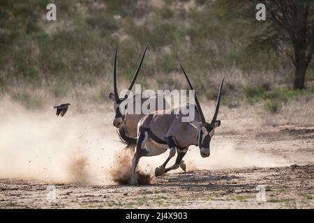 Gemsbok (Oryx gazella) Fighting, Kgalagadio transfertier Park, Northern Cape, Afrique du Sud, janvier 2022 Banque D'Images