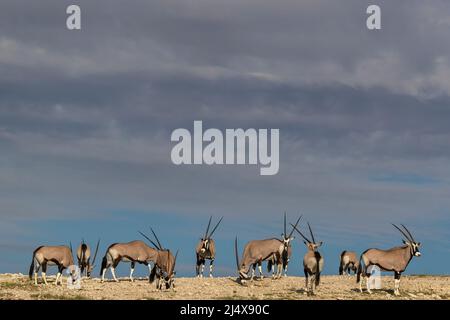 Gemsbok (Oryx gazella), parc transfrontalier Kgalagadio, Cap Nord, Afrique du Sud, janvier 2022 Banque D'Images