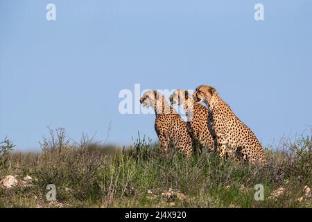 Cheetah (Acinonyx jubatus) mère avec jeune, parc transfrontier de Kgalagadi, Cap Nord, Afrique du Sud, février 2022 Banque D'Images