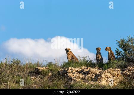 Cheetah (Acinonyx jubatus) mère avec jeune, parc transfrontier de Kgalagadi, Cap Nord, Afrique du Sud, février 2022 Banque D'Images