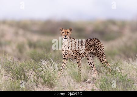 Cheetah (Acinonyx jubatus) femelle, parc transfrontier de Kgalagadi, Cap Nord, Afrique du Sud, février 2022 Banque D'Images