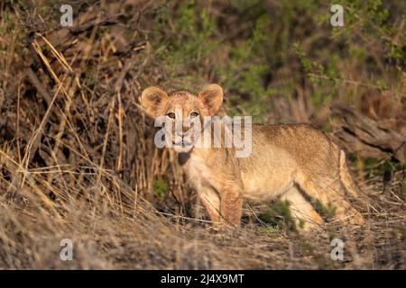 Lion cub (Panthera leo), parc transfrontier de Kgalagadi, Cap Nord, Afrique du Sud Banque D'Images