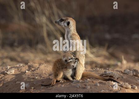 Meerkat avec un jeune laque (Suricata surigatta), Parc transfrontalier Kgalagadi, Cap Nord, Afrique du Sud, janvier 2022 Banque D'Images