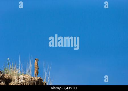 Meerkat (Suricata suriCatta), parc transfrontalier Kgalagadi, Cap Nord, Afrique du Sud, janvier 2022 Banque D'Images