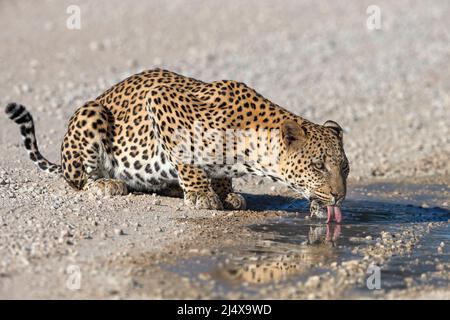 Léopard mâle (Panthera pardus) buvant de flaques après la pluie, parc transfrontalier Kgalagadi, Afrique du Sud, janvier 2022 Banque D'Images