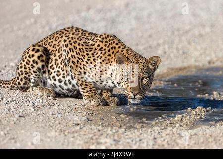 Léopard mâle (Panthera pardus) buvant de flaques après la pluie, parc transfrontalier Kgalagadi, Afrique du Sud, janvier 2022 Banque D'Images