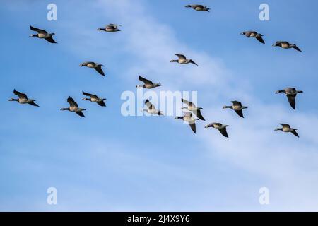 Bernaches de Barnacle (Branta leucopsis) en vol, réserve de Caerlaverock Wildfowl & Wetland Trust, Dumfries & Galloway, Écosse Banque D'Images