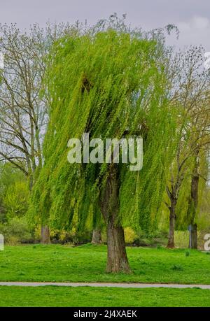 Saule pleurant (Salix babylonica) dans le vent avec un arbre sec (sorte d'une robe sèche-cheveux) Banque D'Images