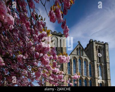 Vue sur le front ouest de la cathédrale de Ripon, prise lors d'une journée ensoleillée de printemps avec un magnifique cerisier rose en premier plan, Ripon, Angleterre, Royaume-Uni. Banque D'Images