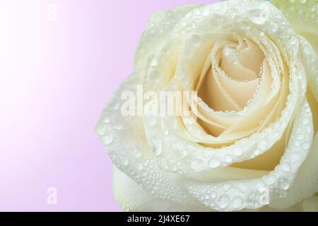 Concept botanique, carte d'invitation de mariage - mise au point douce, fond abstrait floral violet, fleur rose blanche. Toile de fond de fleurs macro pour le son de vacances Banque D'Images