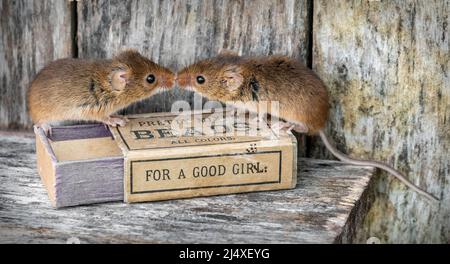 Deux Harvest Mouse se saluent l'un l'autre avec un baiser au-dessus d'une boîte vintage, à l'intérieur d'un hangar à outils en bois. Banque D'Images