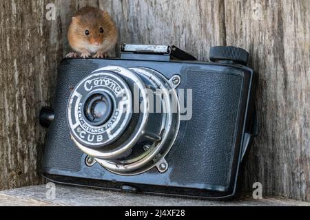 Une souris de récolte assise sur une caméra d'époque, à l'intérieur d'un hangar à outils en bois. Banque D'Images