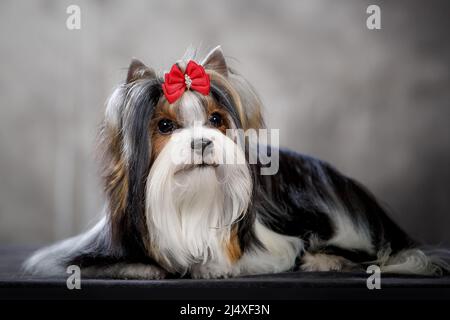 Chien Biewer, nouvelle race, variante du terrier du yorkshire avec arc en studio Banque D'Images