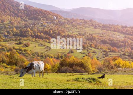 Vaches paissant sur un pâturage des montagnes carpathes Banque D'Images
