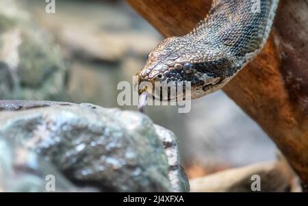 Gros plan d'un python siffleur descendant d'un arbre. Banque D'Images