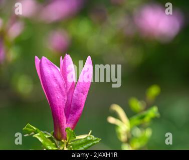 Belle vue rapprochée d'une fleur de magnolia Banque D'Images